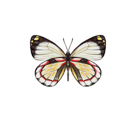 Watercolor colorful butterflies, isolated on white background. blue, yellow, pink and red butterfly spring 