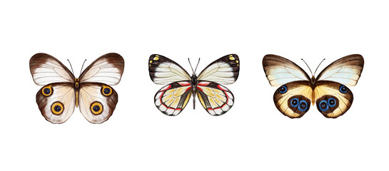 Watercolor colorful butterflies, isolated on white background. blue, yellow, pink and red butterfly spring 