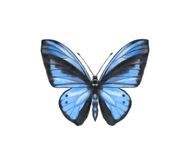 Watercolor colorful butterflies, isolated on white background. blue, yellow, pink and red butterfly spring 