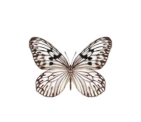 Watercolor colorful butterflies, isolated on white background. blue, yellow, pink and red butterfly spring 