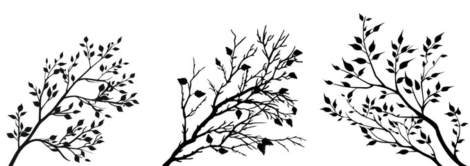 Obraz premium Elegant autumn Black and White Botanical Branch Illustration for Nature Designs. Leaves Design and Decor