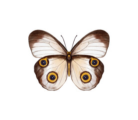 Fototapeta premium Watercolor colorful butterflies, isolated on white background. blue, yellow, pink and red butterfly spring 