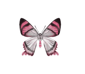 Watercolor colorful butterflies, isolated on white background. blue, yellow, pink and red butterfly spring 