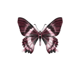 Watercolor colorful butterflies, isolated on white background. blue, yellow, pink and red butterfly spring 