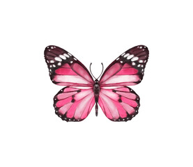 Watercolor colorful butterflies, isolated on white background. blue, yellow, pink and red butterfly spring 