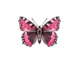 Watercolor colorful butterflies, isolated on white background. blue, yellow, pink and red butterfly spring 