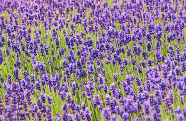 Fototapeta premium Sunny summer purple lavender field