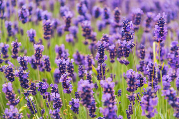 Sunny summer purple lavender field