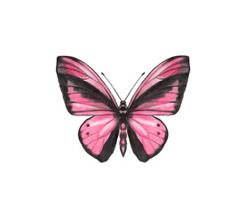 Watercolor colorful butterflies, isolated on white background. blue, yellow, pink and red butterfly spring 