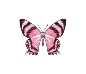 Fototapeta premium Watercolor colorful butterflies, isolated on white background. blue, yellow, pink and red butterfly spring 