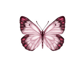 Watercolor colorful butterflies, isolated on white background. blue, yellow, pink and red butterfly spring 