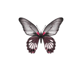 Watercolor colorful butterflies, isolated on white background. blue, yellow, pink and red butterfly spring 