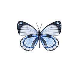 Watercolor colorful butterflies, isolated on white background. blue, yellow, pink and red butterfly spring 