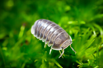 Cubaris spec. White Side ball isopoda woodlouse. Cubaris White Side assel exotic animal in the natural background, tropical terrarium macro photography