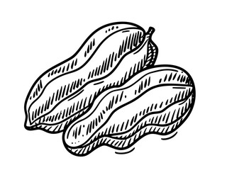 Hazelnuts. Hand drawn sketches vector illustration on white background in vintage style.
