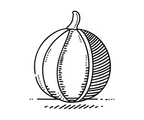 Watermelon vector. Watermelon with red flesh is halved isolate on a white background.
