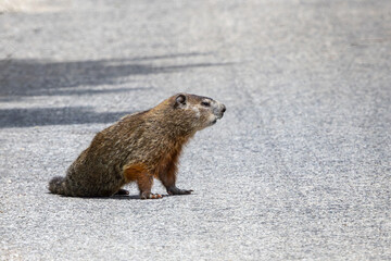 A Groundhog Sitting in the Middle of the Road