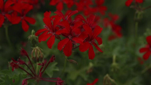 Close-up of a geranium 
