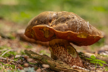 Boletus mushroom in dry spruce tree forest in mountains