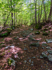 Camins del GR11 🇵🇱