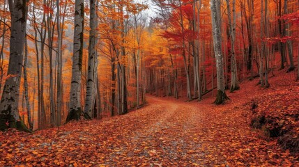 Obraz premium Autumnal Forest Path