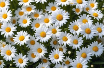 Field of large blooming white chamomile