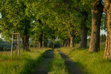 Fototapeta premium Nadrazni alley with path and leaf trees in sunset color evening in Krusne hory