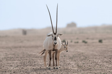 Oryx in the UAE desert