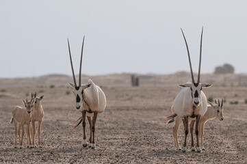 Oryx in the UAE desert