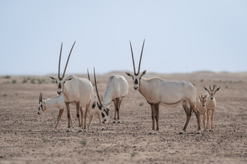 Oryx in the UAE desert
