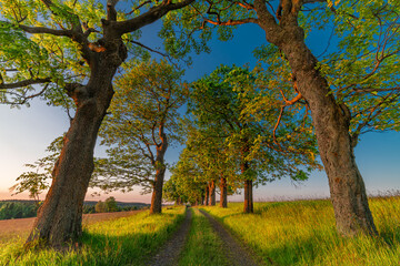 Nadrazni alley with path and leaf trees in sunset color evening in Krusne hory