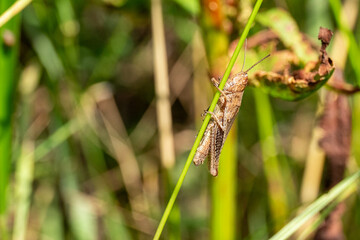 grasshopper