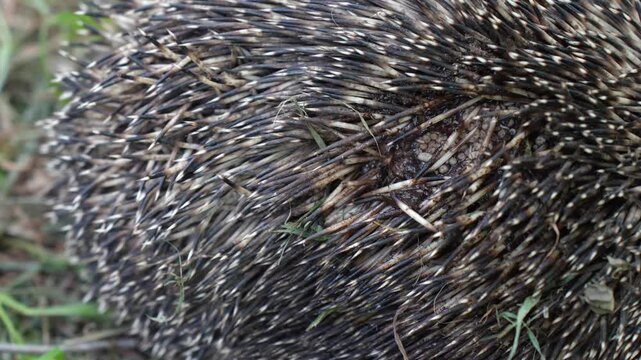 Hatching fly larvae, parasites on a hedgehog's back among its thorns. Animal treatment, care, veterinary medicine.