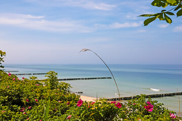 Wild roses and other vegetation on the Baltic Sea coast in Ustronie Morskie, West Pomerania, Poland © marek_usz