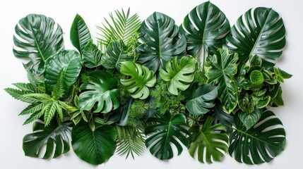 Tropical plants on white background, broad leaves, intricate veins, diverse green shades, wide-angle lens, afternoon, hyper-realistic, bright natural lighting.
