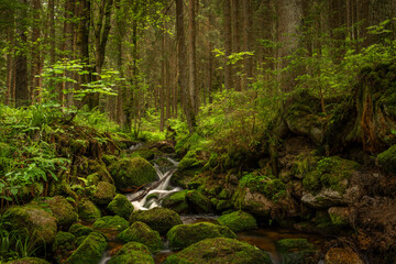 Obraz premium Stribrny creek in Krusne mountains in hot summer day