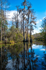 Swamp cypress trees overgrown with epiphytic Tilansia plants grow in the water of the swamp