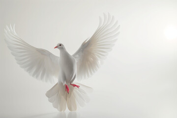Obraz premium Cartoon dove on white background. White bird on white background. 