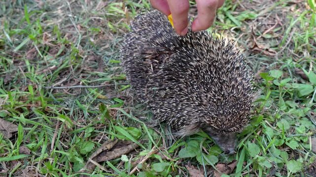 Decontamination of a wound with a miasis lesion on a hedgehog's back,fly larvae hatching, parasites.