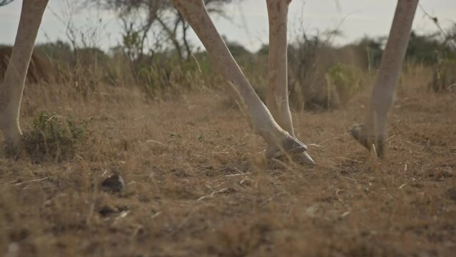 Close up pan shot of a Reticulated Giraffe's (Giraffa reticulata) legs walking in the plains during sundown in kenya