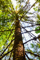 Towering Tree Canopy Upward View in Columbia Gorge Forest