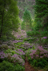 Woodland scene at the Cairngorms National Park of Scotland with ground covered with purple heather