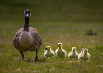 Canada Goose mother walking on grass with her four babies next to her