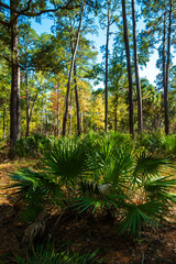 A patch of palm trees thrives on the forest floor, bathed in sunlight filtering through the tall trees overhead