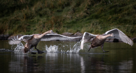 Two juvenile swans practice flying on a lake in Edinburgh, Scotland © EduardoRM