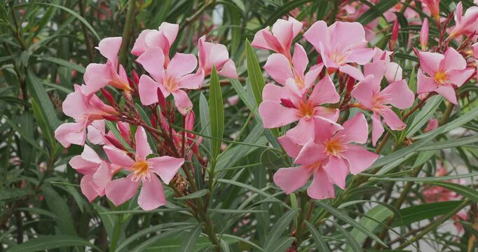 (Nerium oleander).Laurier-rose ou ol&eacute;andre, arbuste s&eacute;duisant avec son feuillage persistant et ses nombreuses fleurs roses d&eacute;licates en forme de trompettes en &eacute;t&eacute;
