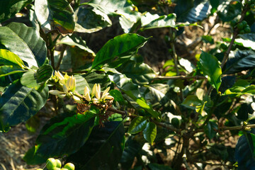 A tree with green leaves and a branch with a white flower. Copy space.