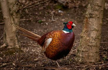 Male common pheasant in Edinburgh, Scotland