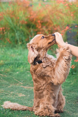 Cocker spaniel dog in a park