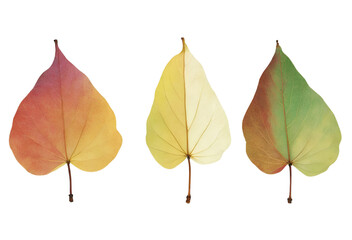 autumn leaves isolated on white background